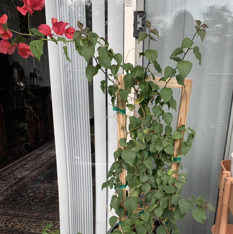 Bougainvillea plant on a trellis with green leaves and red flowers, slight browning on some leaves.
