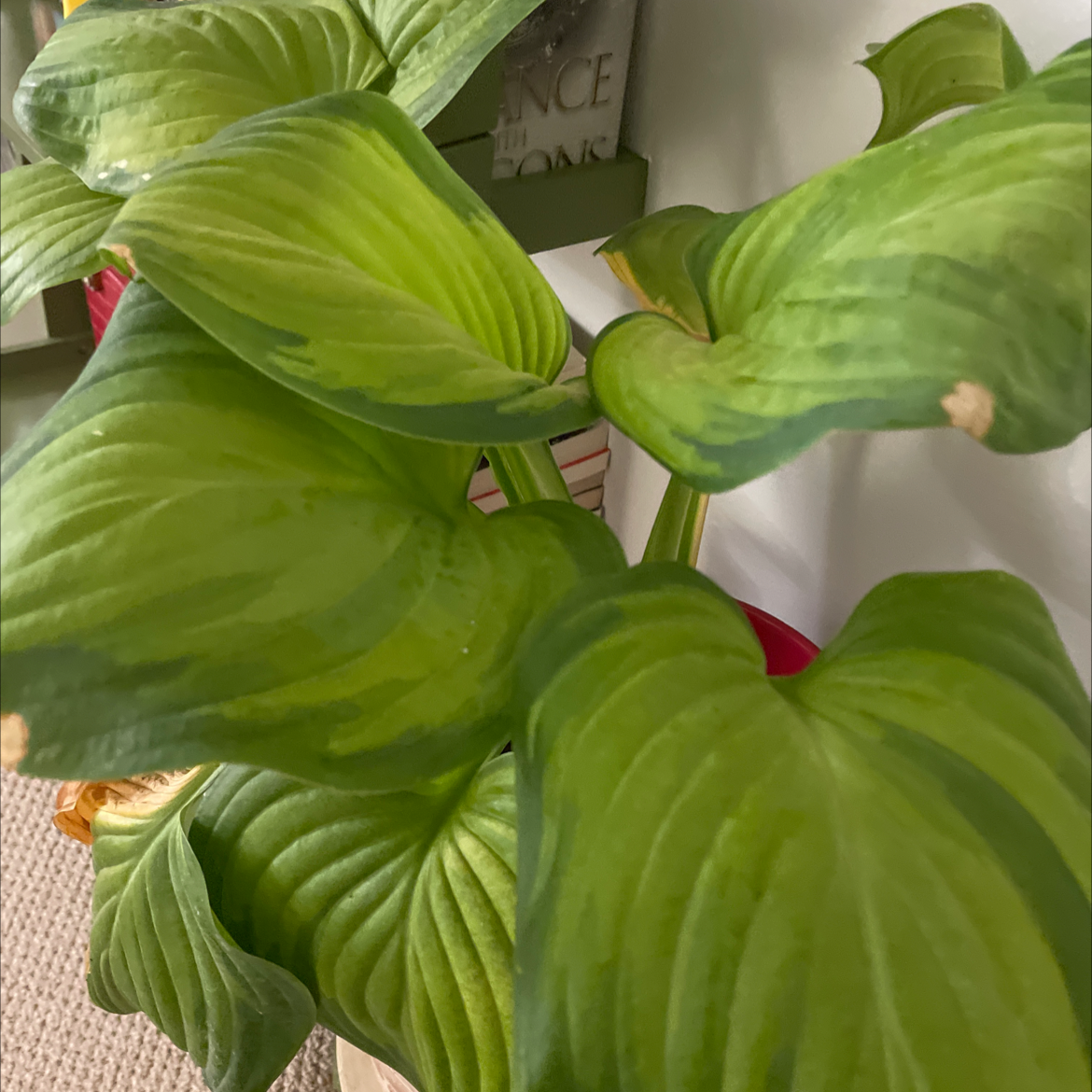 How Do I Fix plantain lily root rot?