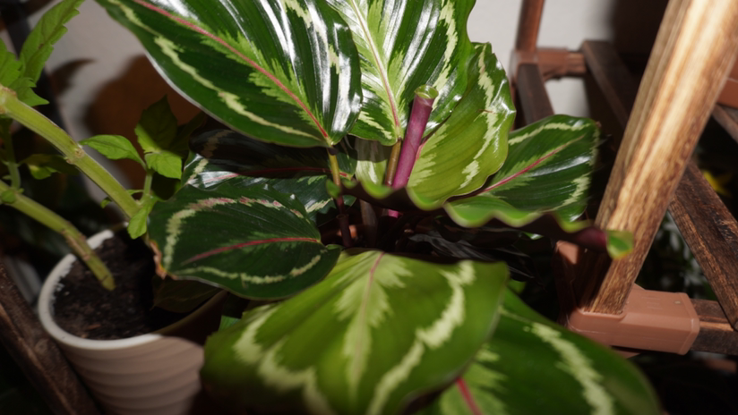Rose Calathea plant photo by @Meychavezg named Calathea on Greg, the plant care app.