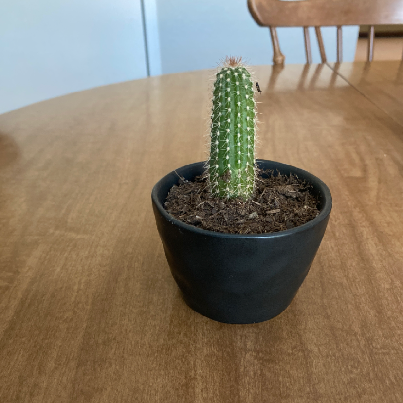 A healthy Golden Torch cactus in a black pot on a wooden table.