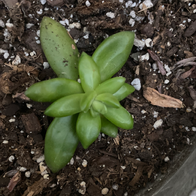 Sedum adolphi 'Golden Glow' succulent plant in soil, healthy green leaves.