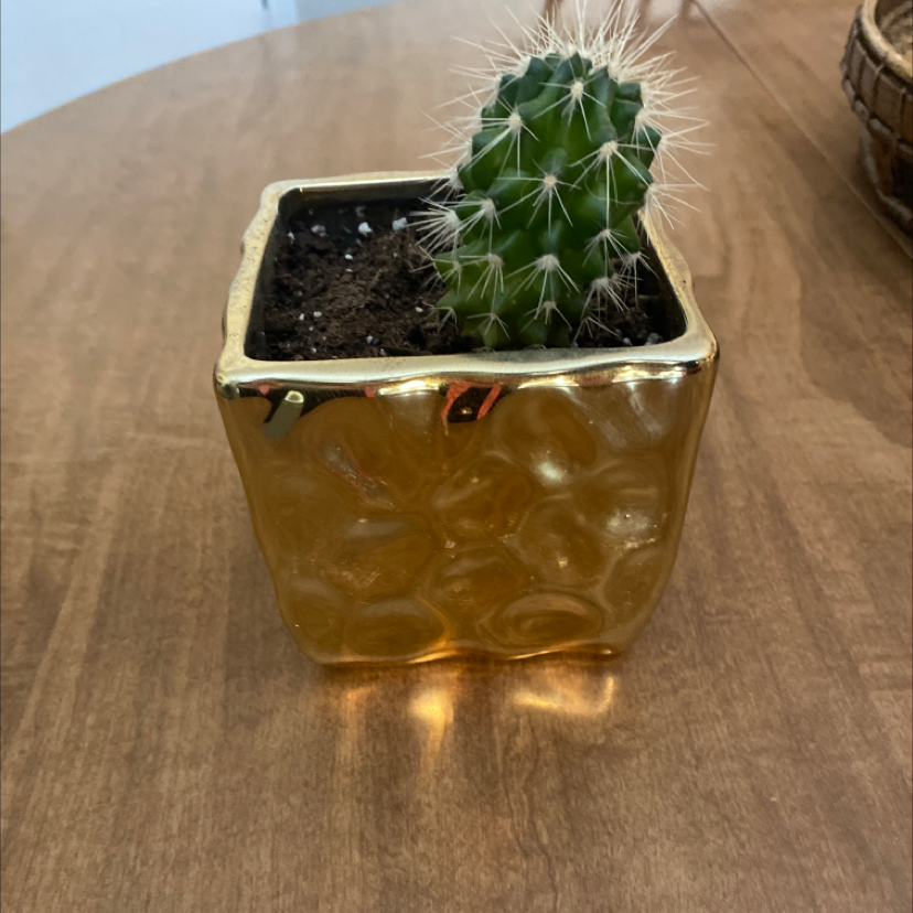 A healthy Brittle Prickly Pear cactus in a decorative pot on a wooden surface.