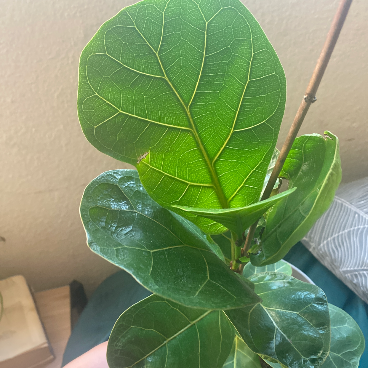 Fiddle Leaf Fig plant photo by @Stardewed named Fiddleyleaf on Greg, the plant care app.