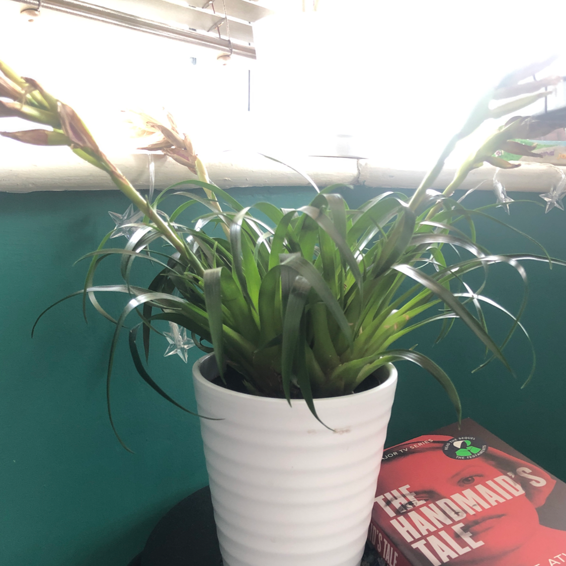 Photo of the plant species Vriesea 'Shannon' by Mya named Shannon on Greg, the plant care app