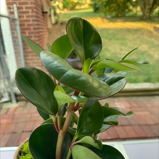 Baby Rubber Plant plant in La Vale, Maryland