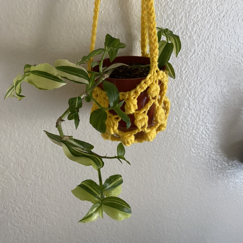 Tradescantia albiflora 'Albovittata' in a hanging pot with a yellow macrame holder.