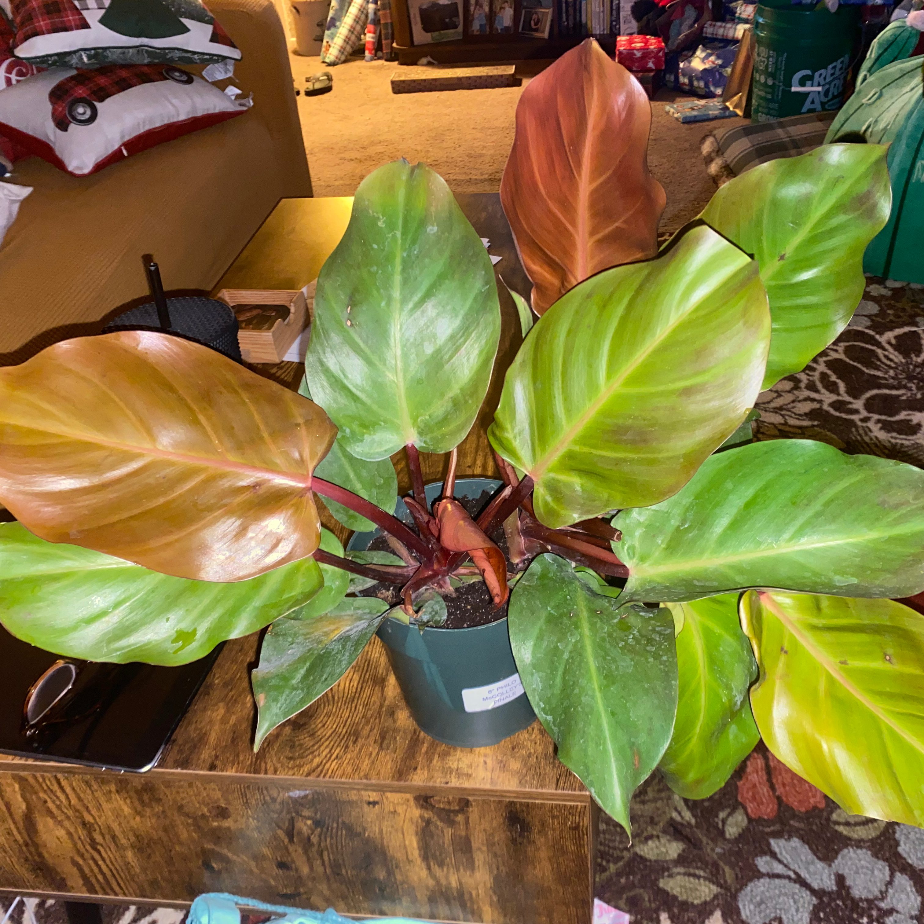 McColley's Finale plant with vibrant green and reddish leaves in a pot indoors.
