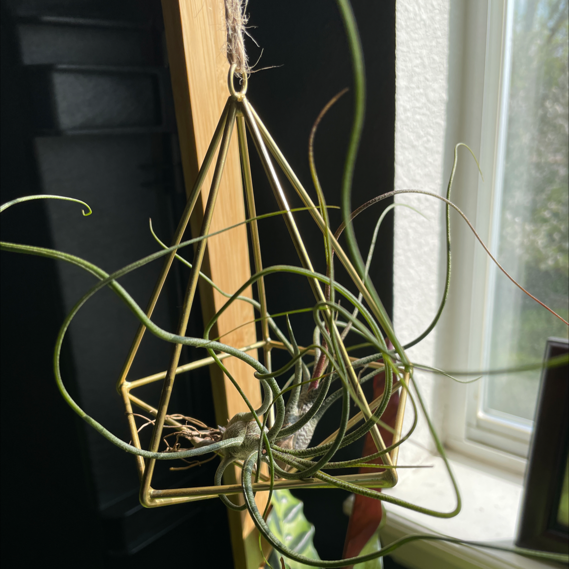 Tillandsia butzii plant in a geometric metal frame, healthy with no discoloration.