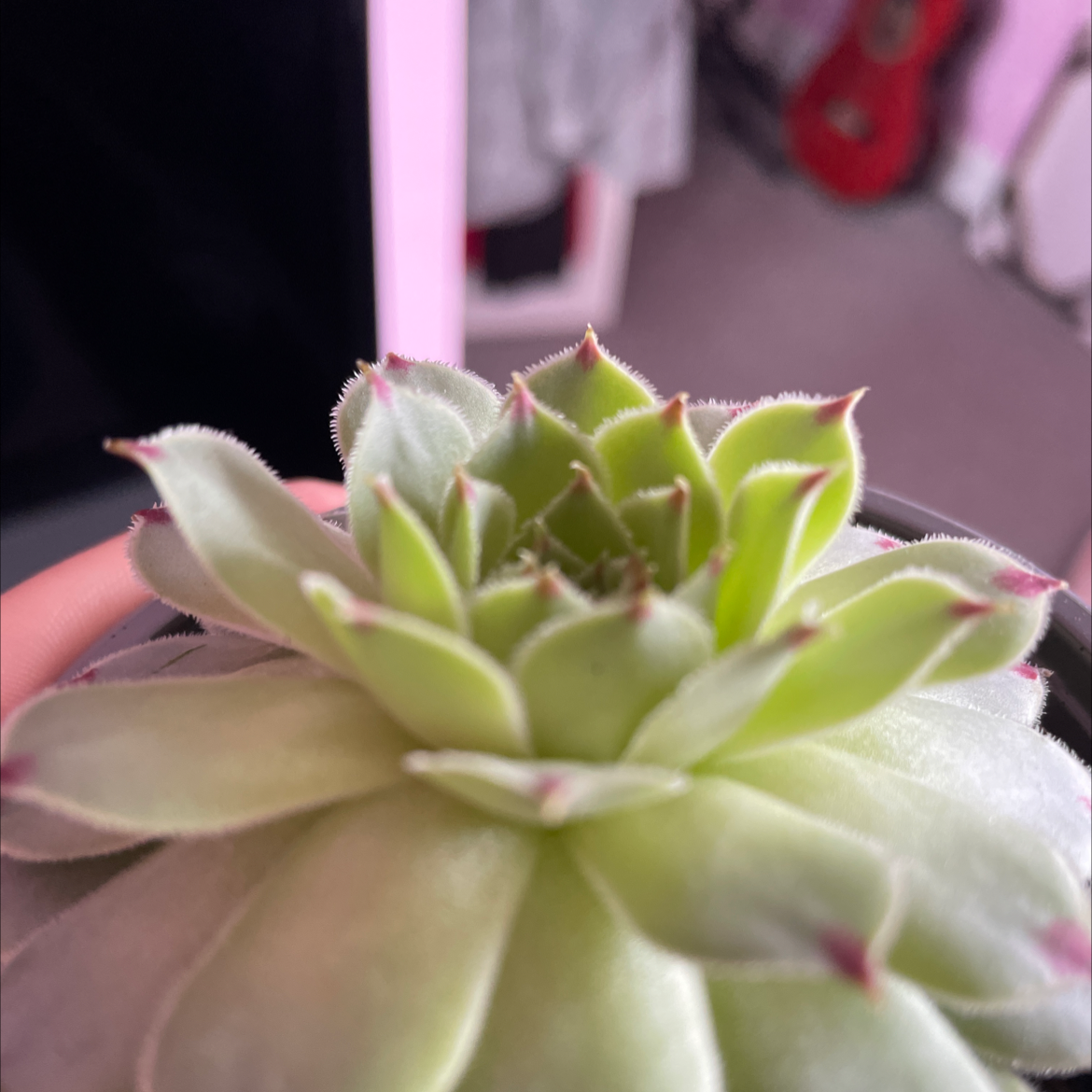 Hens and Chicks plant photo by @Ginger2680 named Barbara on Greg, the plant care app.