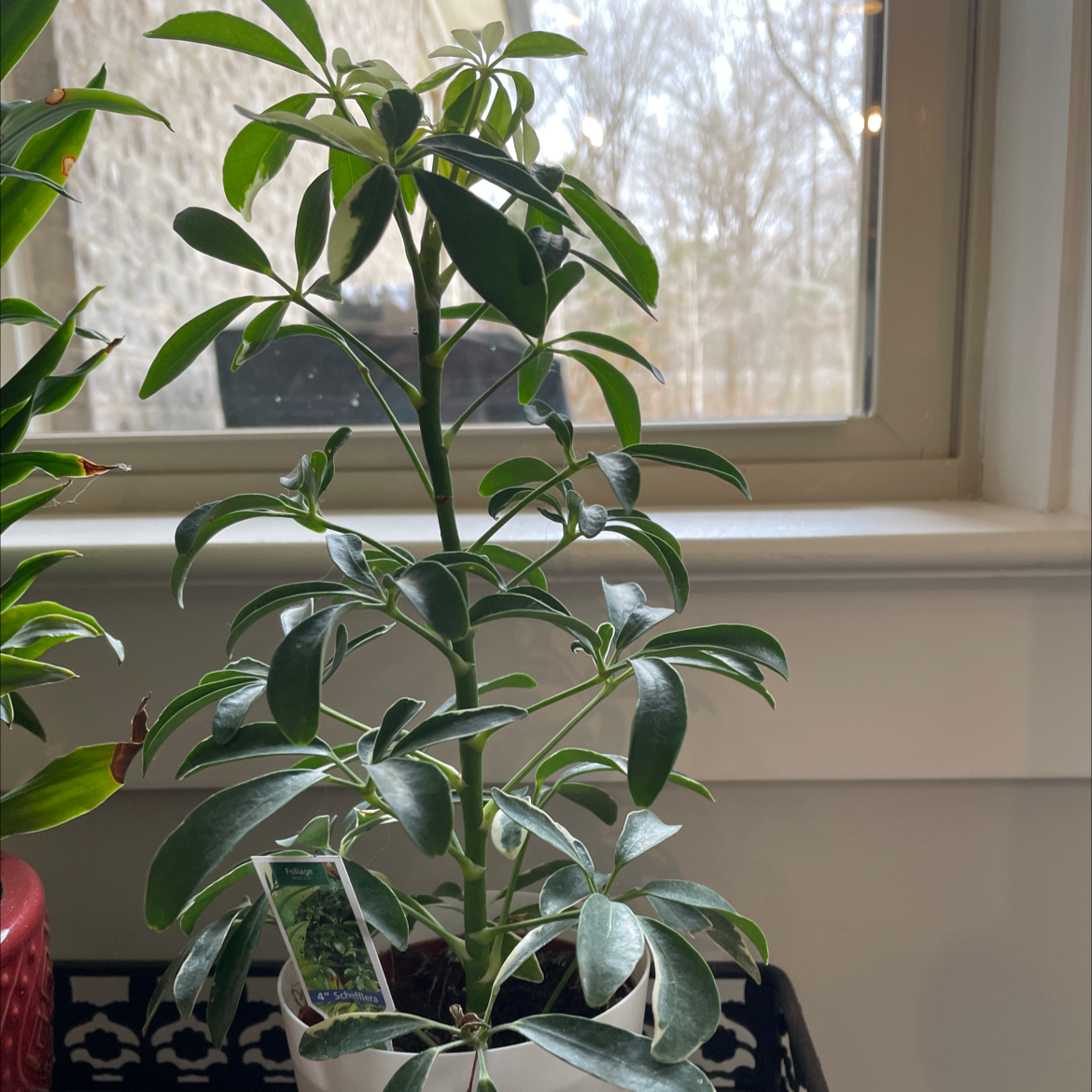 Healthy Umbrella Tree plant with lush green foliage and glossy palm-shaped leaves, thriving in front of a window.