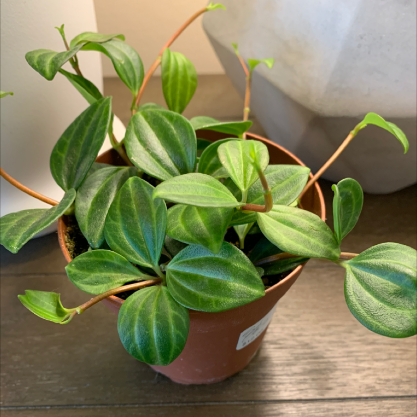 Photo of the plant species Beetle Peperomia by @Herjerper named Pepper on Greg, the plant care app