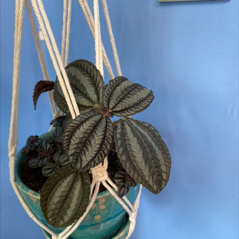 Silver Ripple Peperomia plant in a hanging pot with healthy leaves.