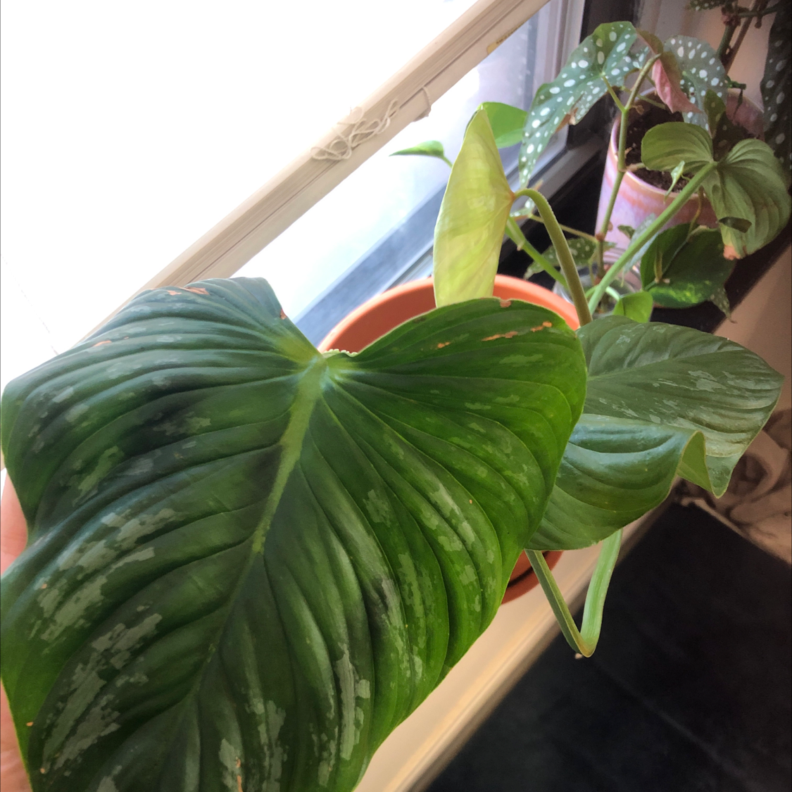 Philodendron Pastazanum plant with large green leaves and white spots, potted near a window.