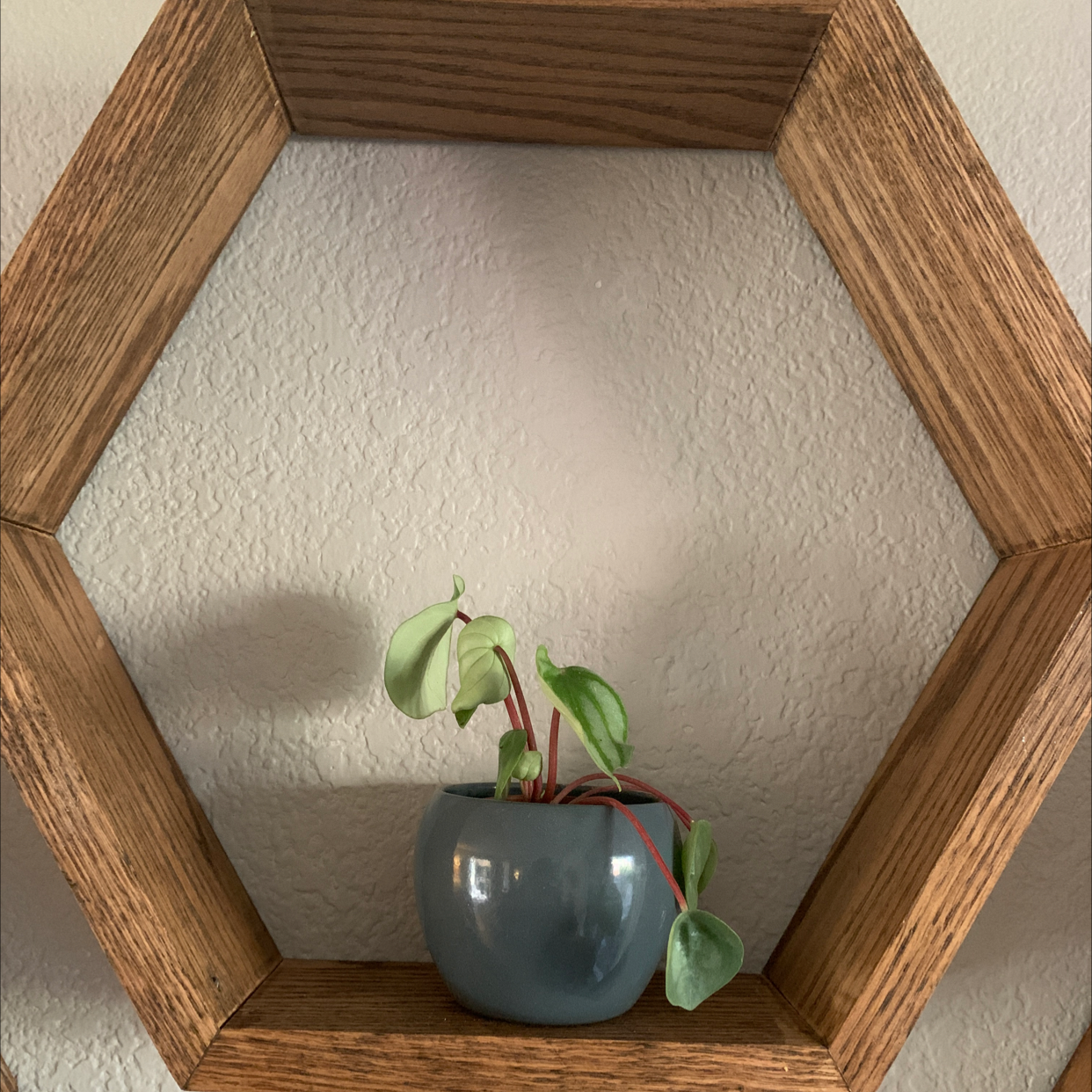 Watermelon Peperomia plant in a pot on a wooden hexagonal shelf.