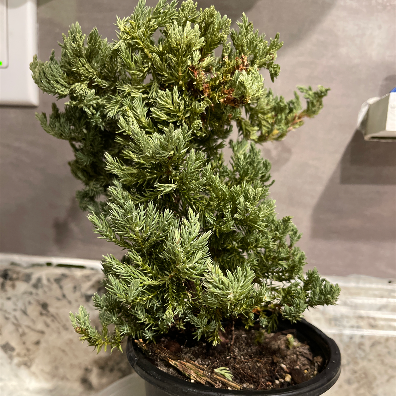 American Juniper plant in a small pot with dense, green foliage.