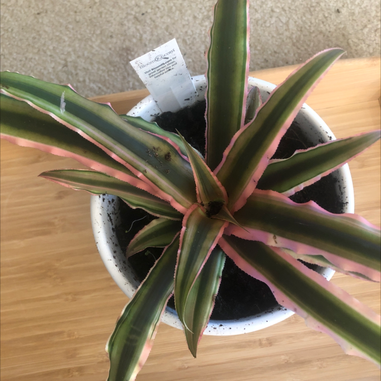Potted Earth Stars plant with green and pink-edged leaves, visible soil.