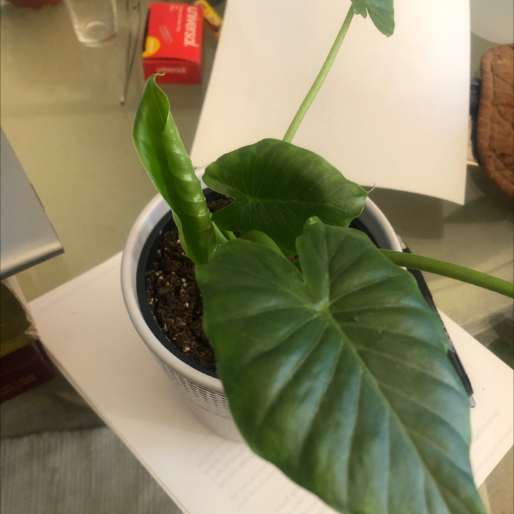 Potted Calidora Elephant's Ear plant with large, healthy green leaves.