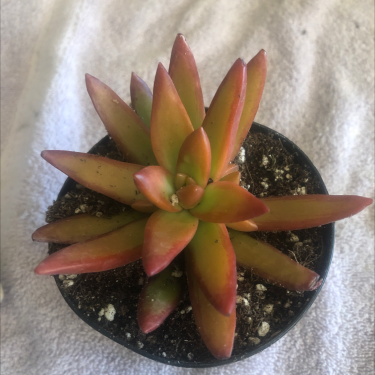 Sedum adolphi 'Golden Glow' succulent in a small pot with vibrant coloration.