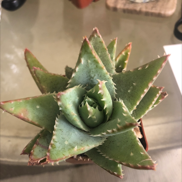 Short-Leaved Aloe plant with green leaves and minor browning at the tips.