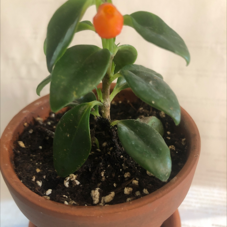 Goldfish Plant in a terracotta pot with dark green leaves and an orange flower.