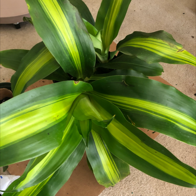 Close-up of a vibrant and healthy Song of India plant with glossy green and yellow striped leaves.