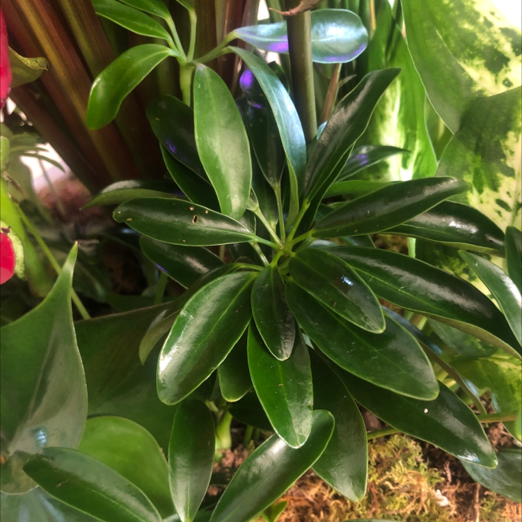 A healthy, thriving Umbrella Tree houseplant with glossy green leaves, well-framed and in focus.