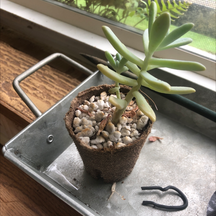 Graptosedum 'Francesco Baldi' plant in a small pot with pebbles, placed on a tray near a window.