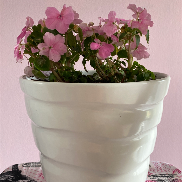 Potted Buzzy Lizzy plant with pink flowers in a white ceramic pot.