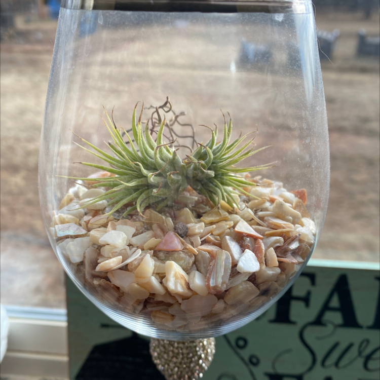 Photo of the plant species Shirley Temple Air Plant by Chachamama named Tiny on Greg, the plant care app