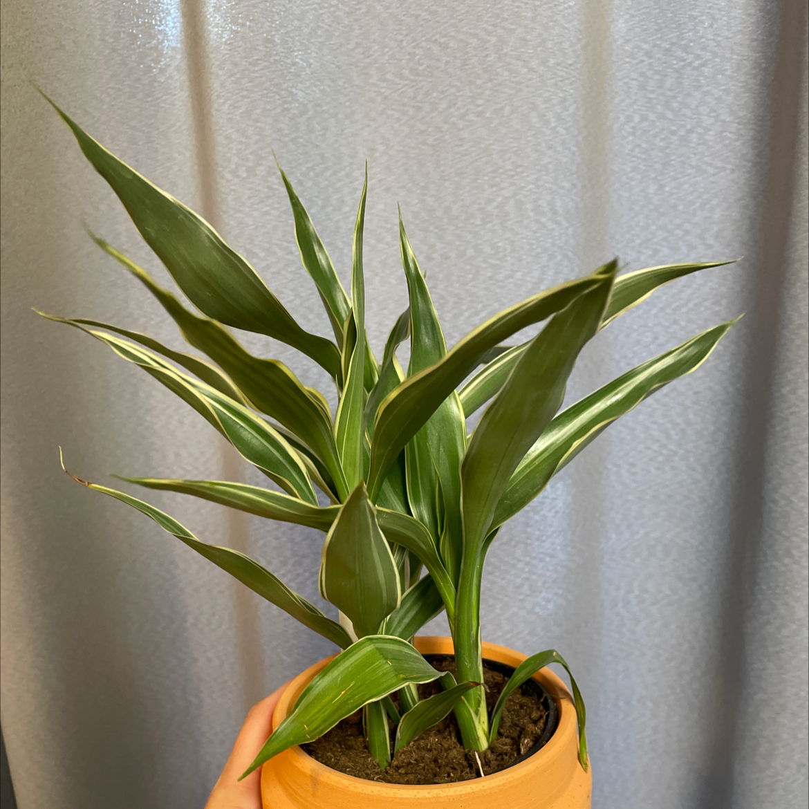 Dracaena 'Warneckii' plant in an orange pot, held by a hand, with green leaves featuring white stripes.