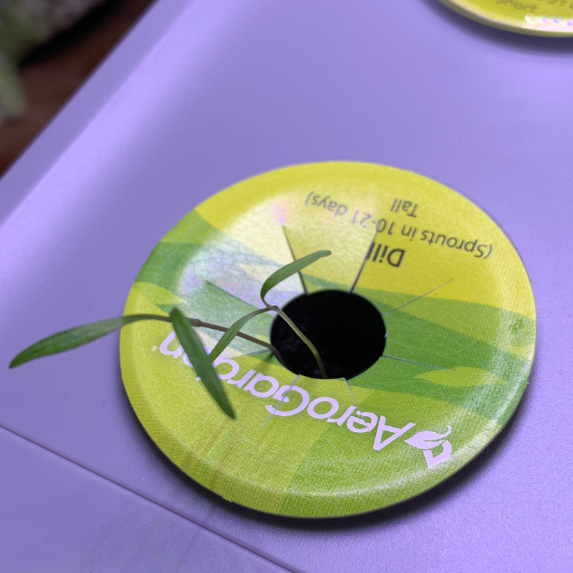 Dill plant photo by Bob named da Vinci on Greg, the plant care app.