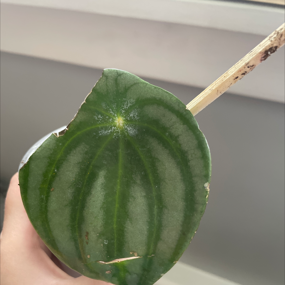 Close-up of a Watermelon Peperomia leaf with some edge damage, held by a hand.