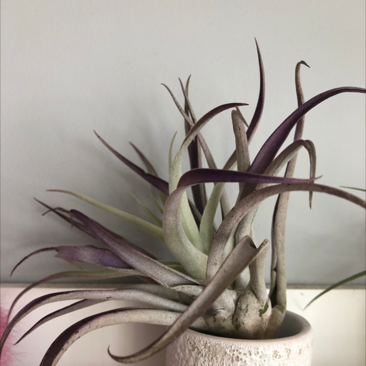 Medusa Head Air Plant with curling leaves in a small pot against a neutral background.