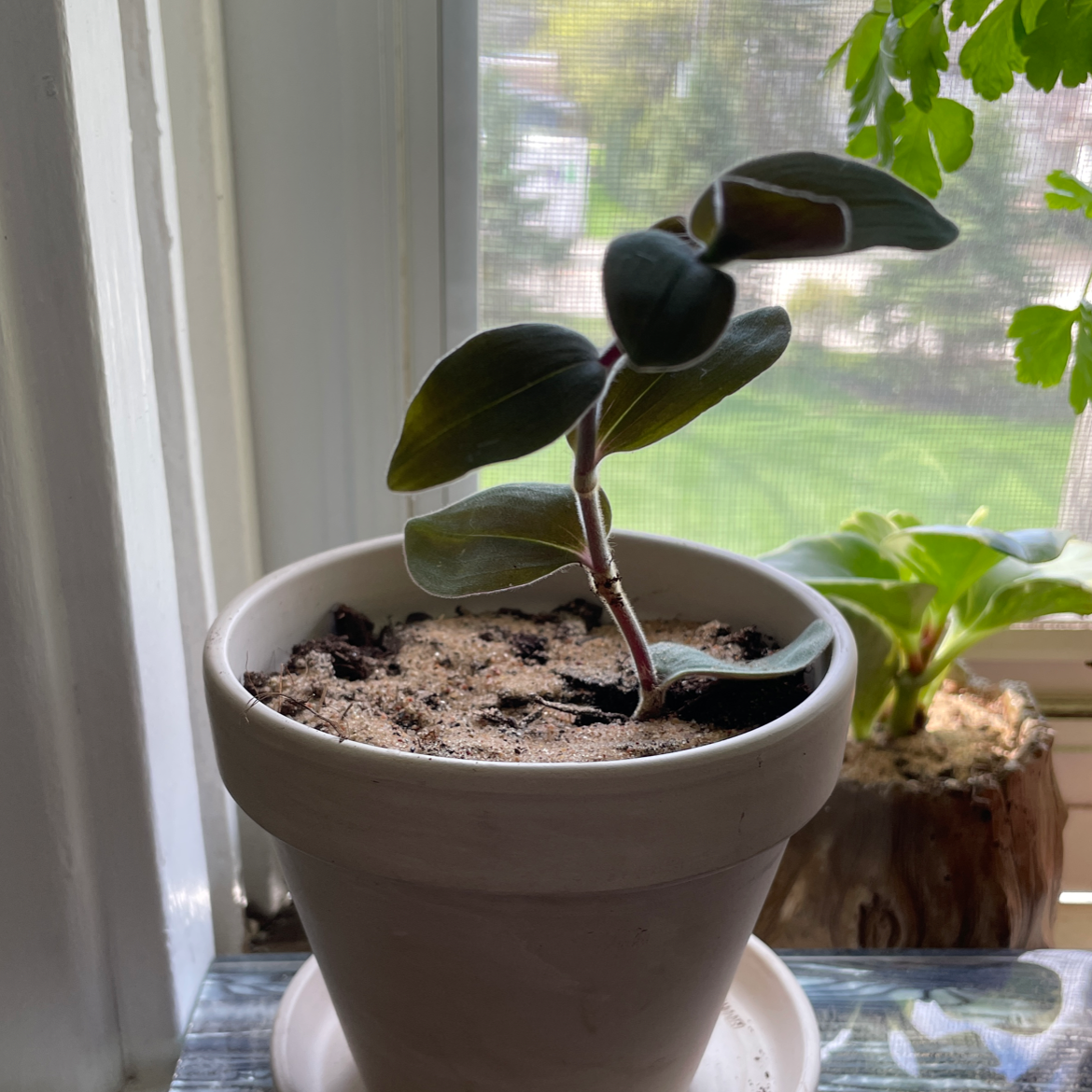 Potted Jewel Orchid with healthy leaves and visible soil in a white pot.