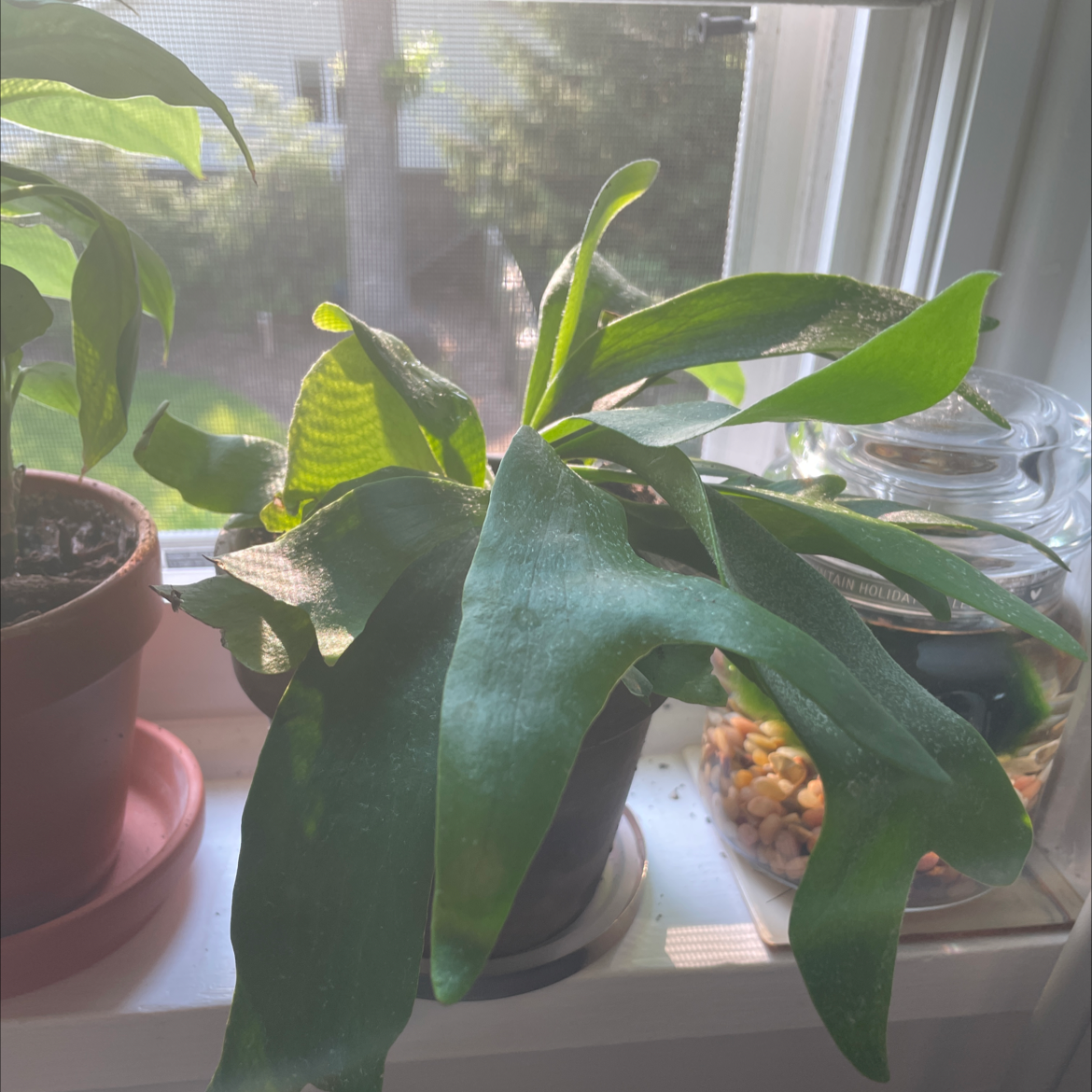 Elkhorn Fern on a windowsill in a pot with visible soil, healthy green leaves.