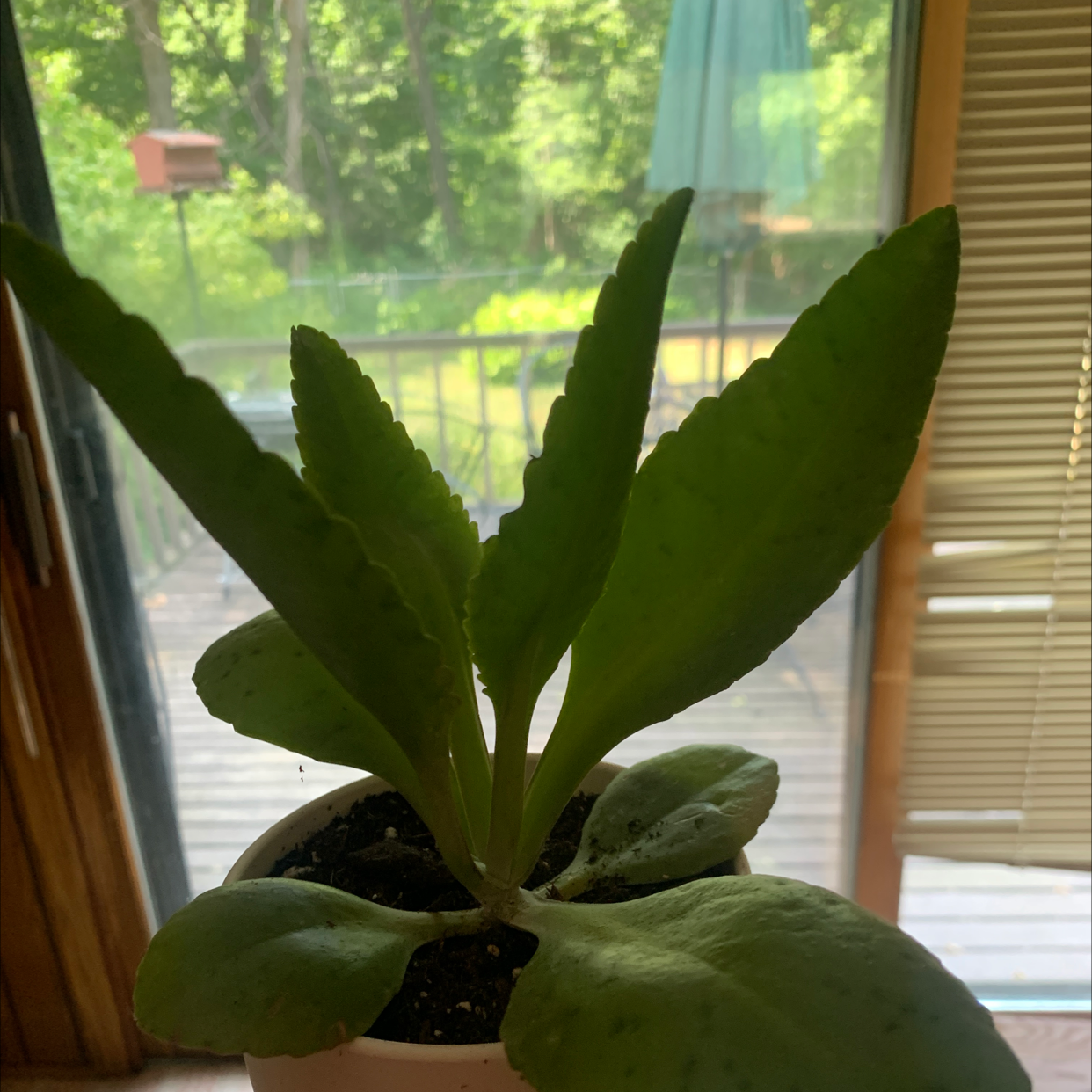 Potted Donkey Ears plant near a window with healthy green leaves.