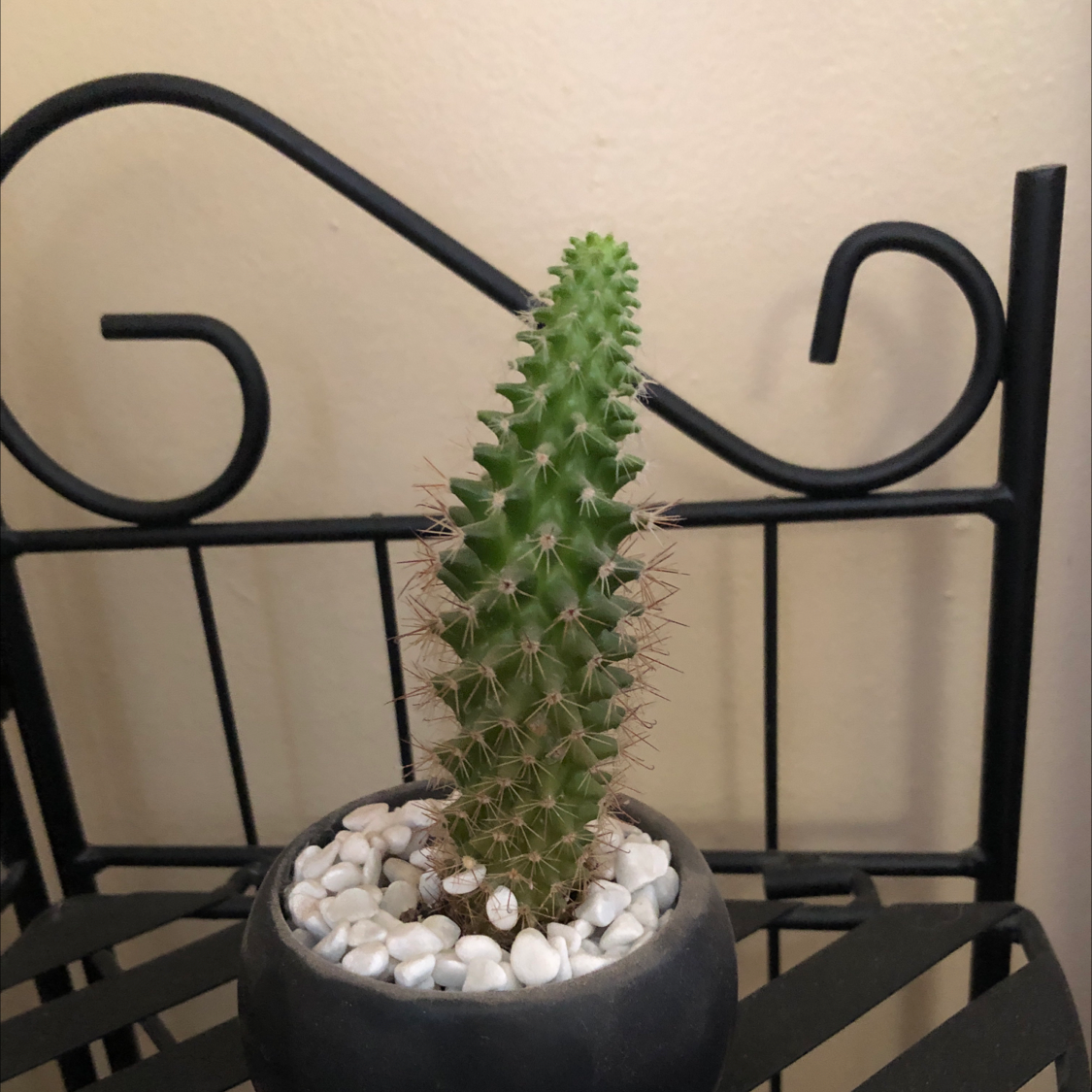 Golden Torch cactus in a small pot with white pebbles on a black metal stand.