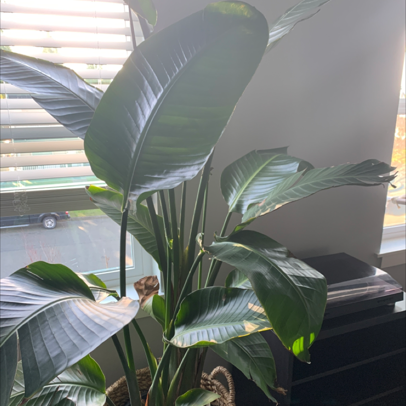 Indoor Bird of Paradise plant with large green leaves and some browning on one leaf.