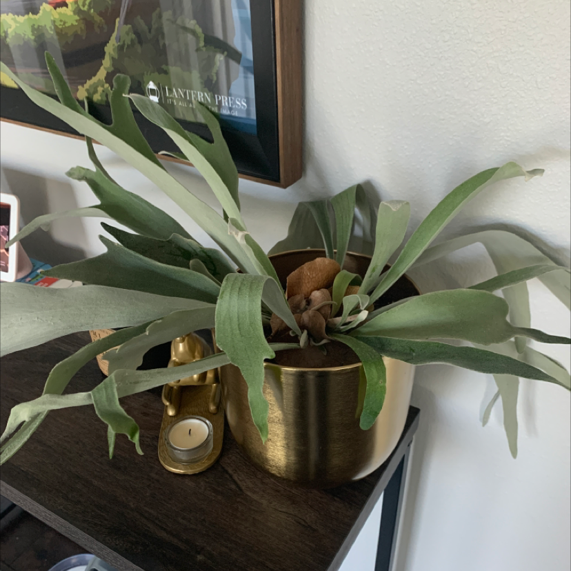 🌡 What Temperature Does My Staghorn Fern Need?