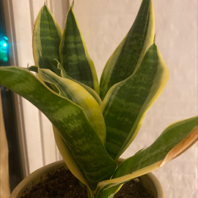 Snake Plant plant photo by @Evieg named Sanseveria BR on Greg, the plant care app.