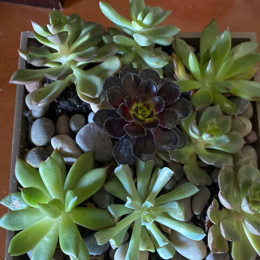 A collection of succulent plants, including Pearl Echeveria, in a container with pebbles.