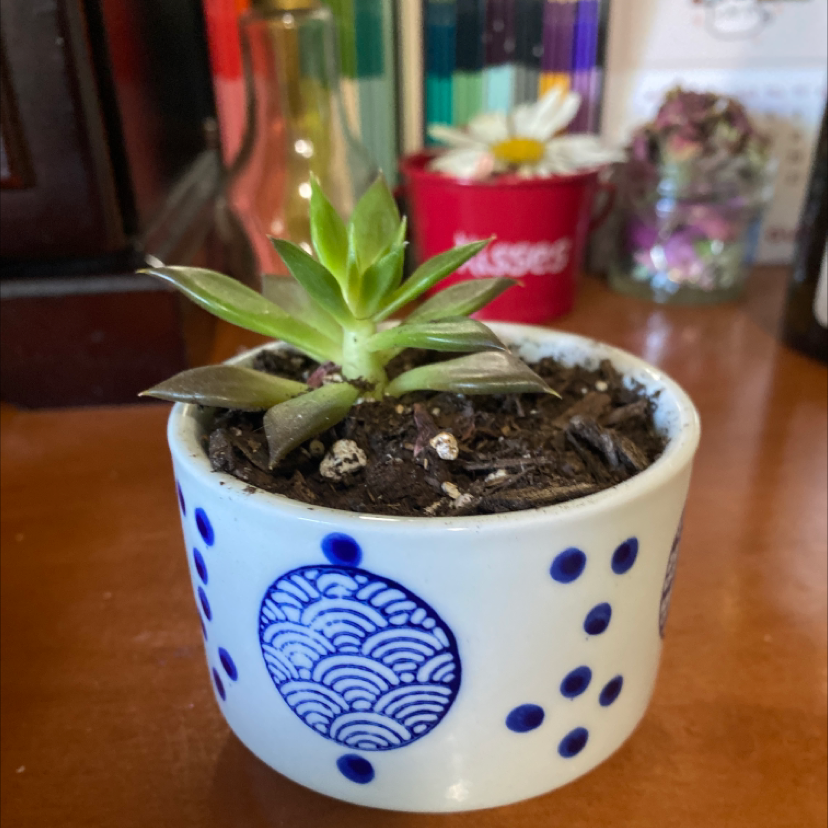 Lipstick Echeveria plant in a decorative pot with visible soil, appears healthy.