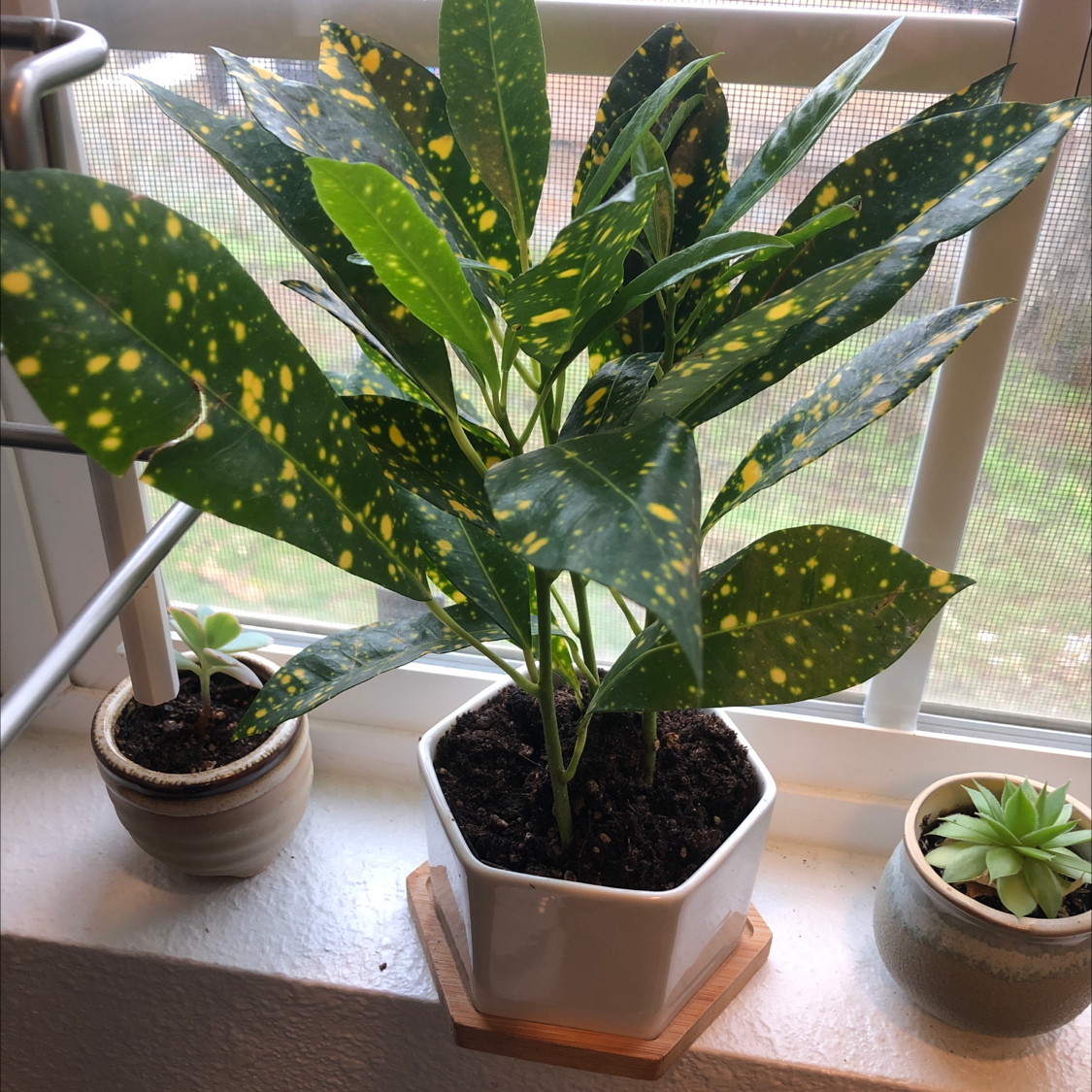 Healthy Gold Dust Dracaena plant with vibrant green leaves speckled with yellow dots, in a terracotta pot on a windowsill.
