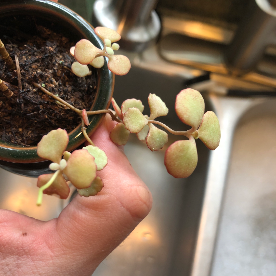 Close-up of a hand holding the round, pale green leaves of a healthy Silver Dollar Tree succulent plant against a blurred indoor background.