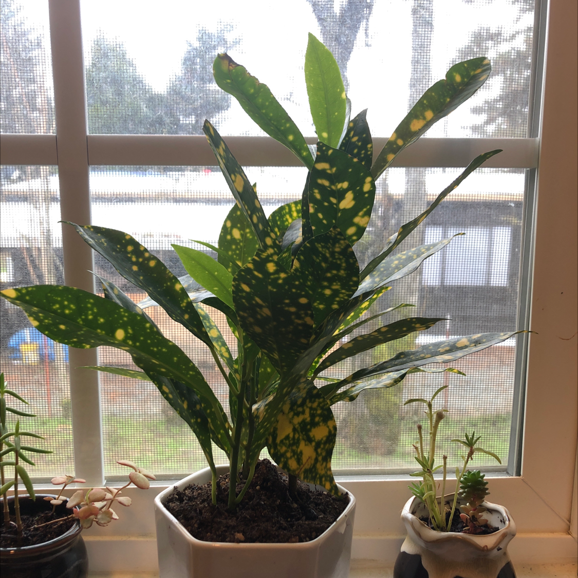 A healthy, thriving Gold Dust Dracaena plant with vibrant green and yellow speckled leaves, potted in a white ceramic container.