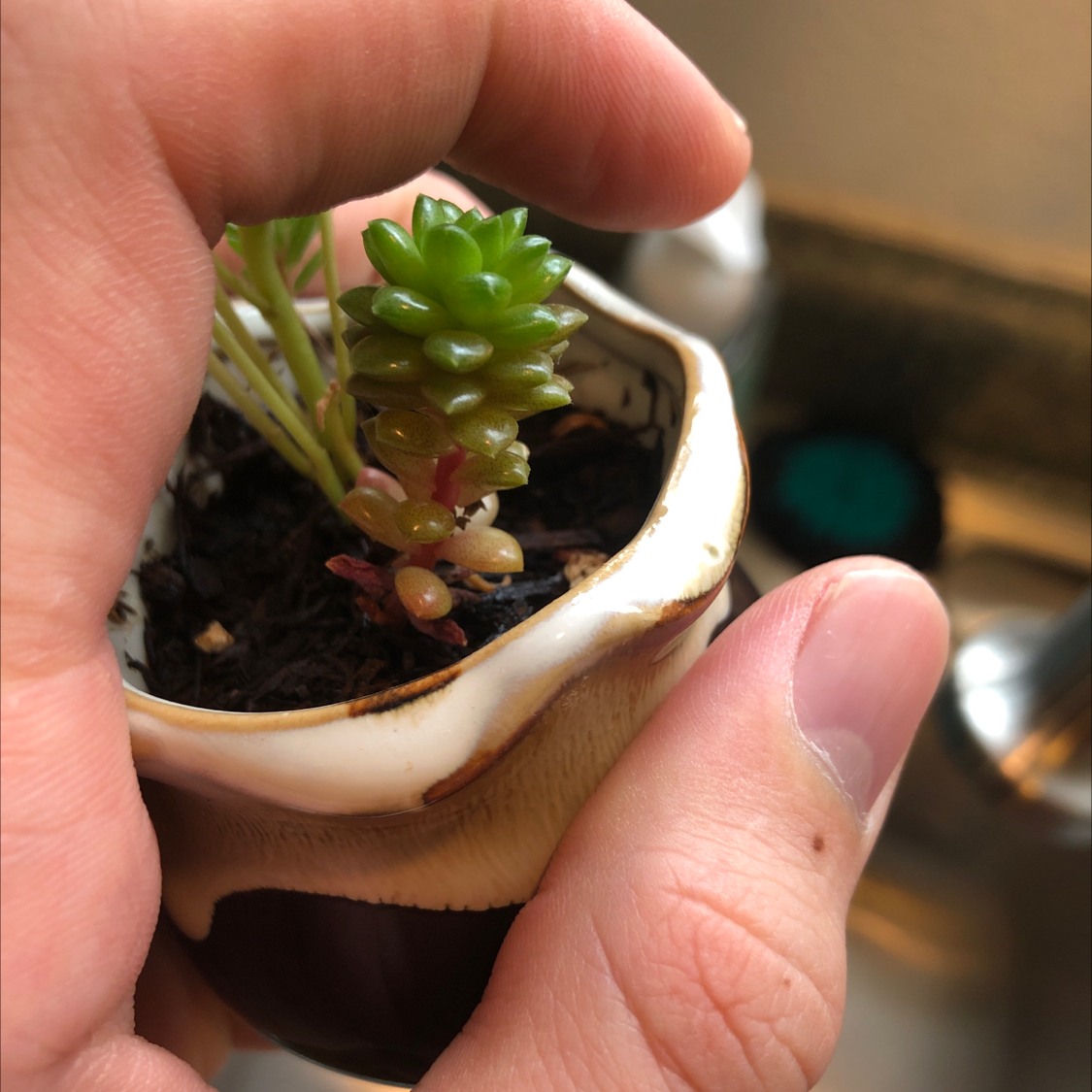 A Jelly Bean Plant held by a hand, in a small pot with visible soil.
