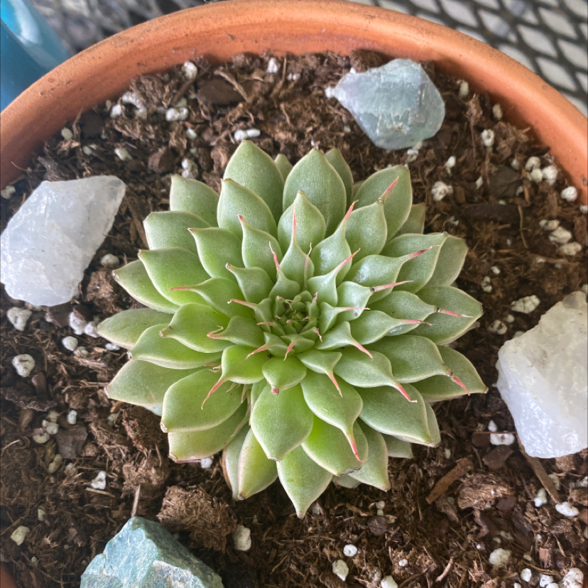 Photo of the plant species Graptopetalum filiferum by @Haileyf named Horatio on Greg, the plant care app