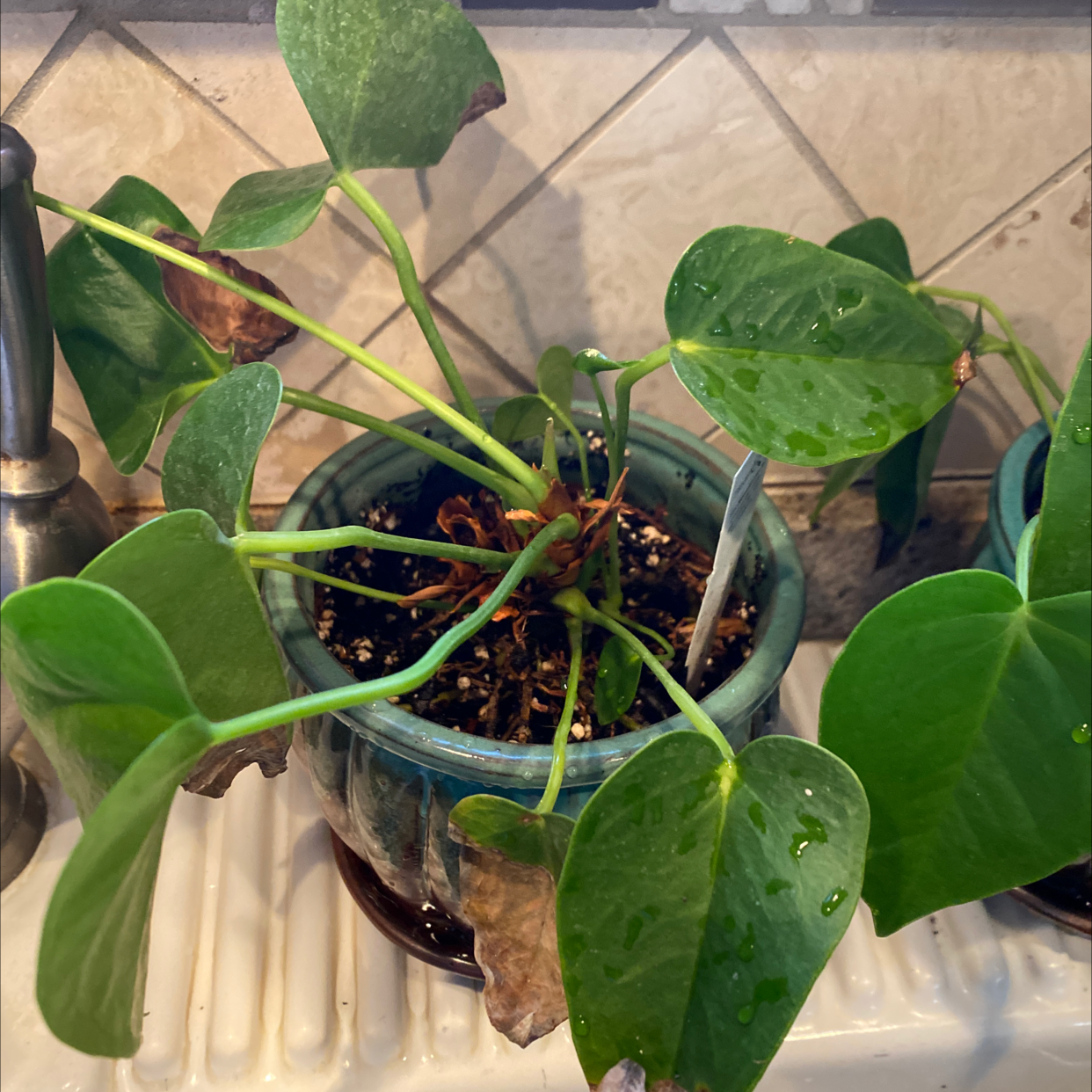 Healthy Chinese taro plant with glossy green heart-shaped leaves in a ceramic pot with visible moist soil.