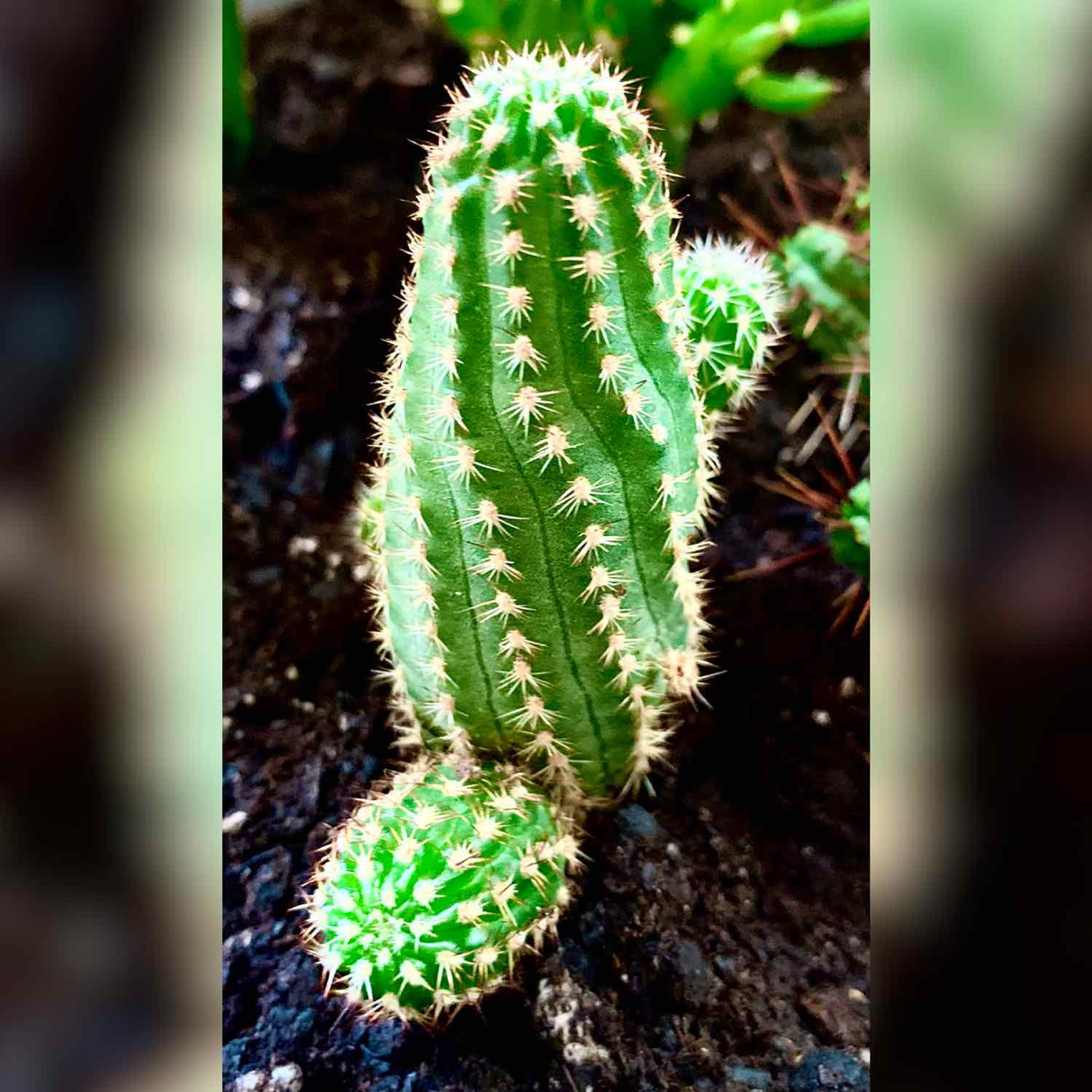 Close-up of a healthy Peanut Cactus with green stems and white spines.