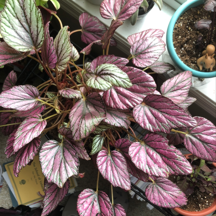 Rex Begonia Vine with vibrant, variegated leaves in a pot. Soil is visible.